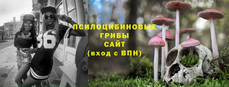 Псилоцибиновые грибы Cubensis  цена   Кораблино 